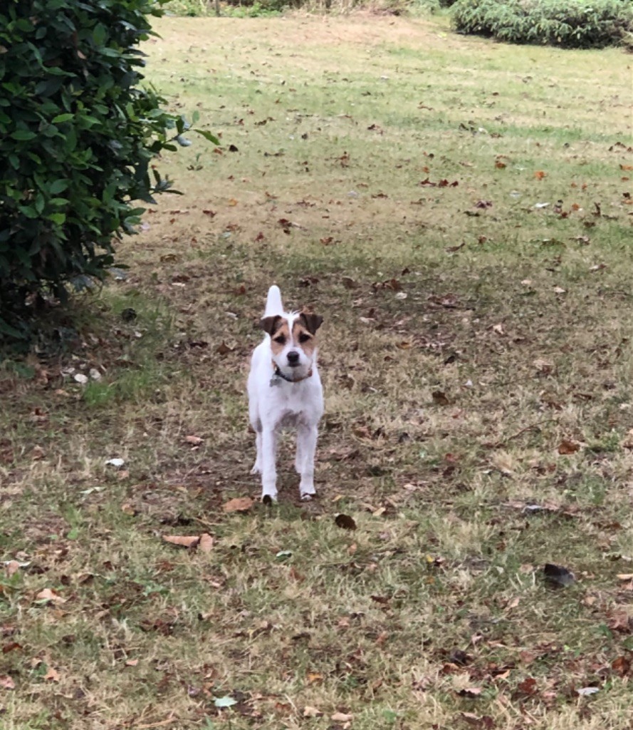 Les Parson Russell Terrier de l'affixe of Spirit Mountain