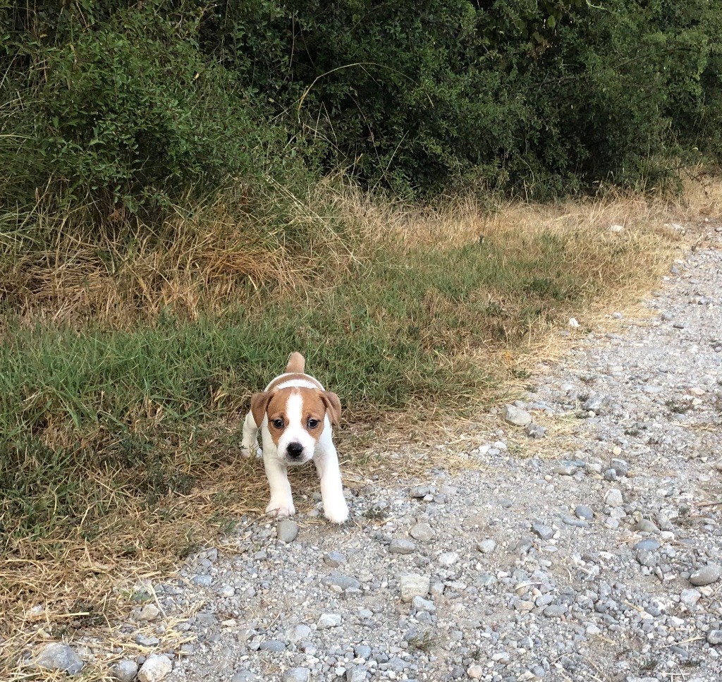 of Spirit Mountain - Chiot disponible  - Jack Russell Terrier