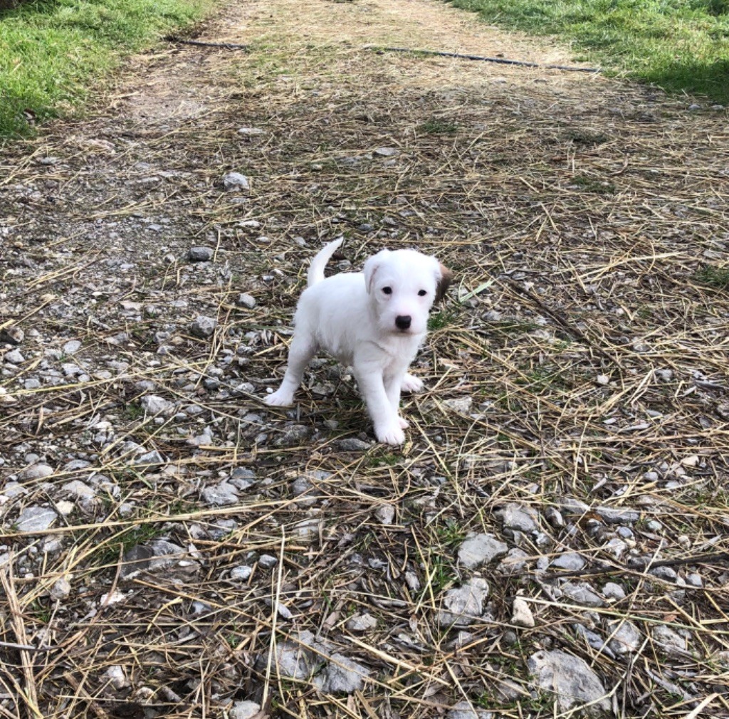 of Spirit Mountain - Chiot disponible  - Parson Russell Terrier