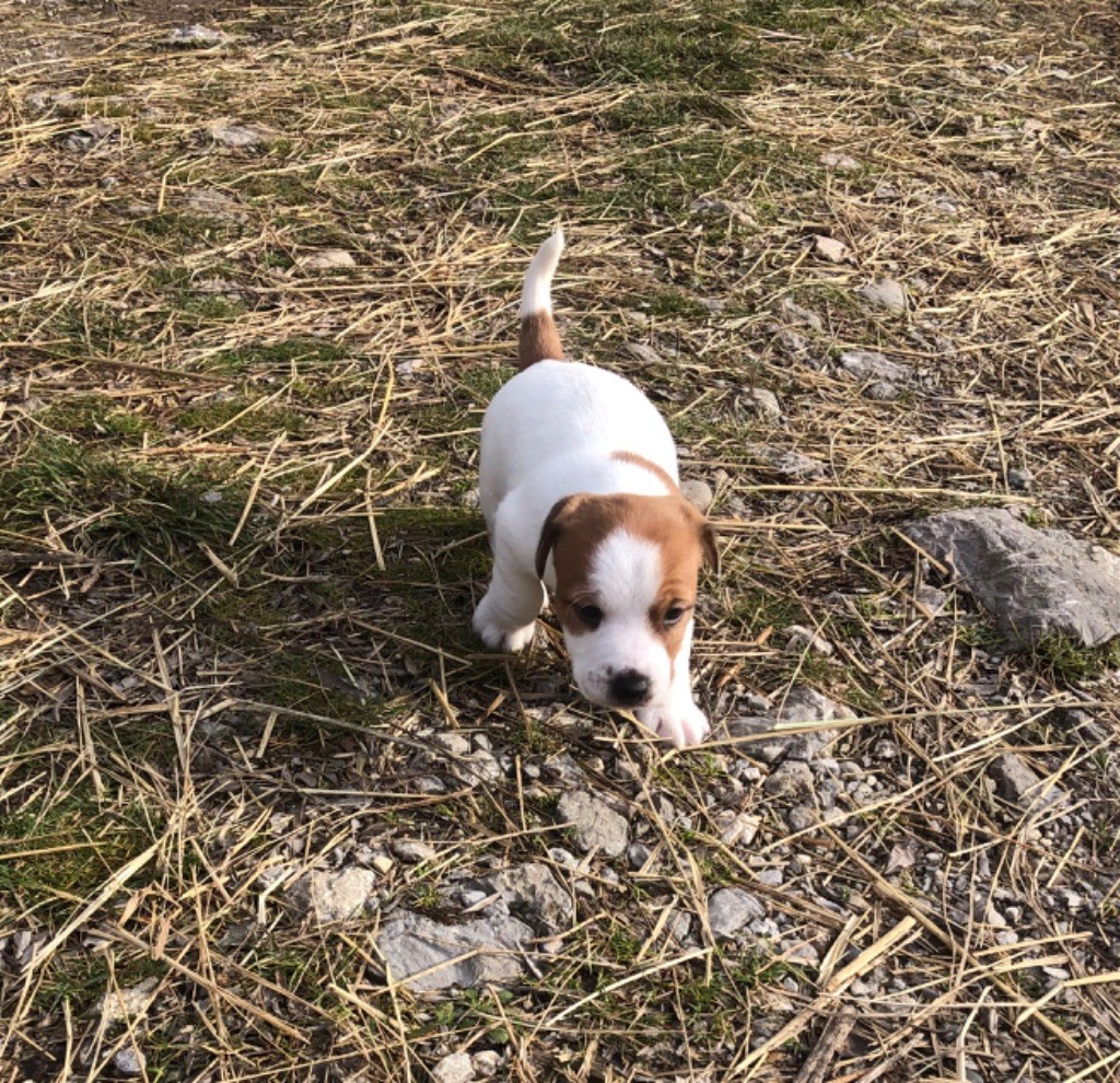 of Spirit Mountain - Chiot disponible  - Jack Russell Terrier