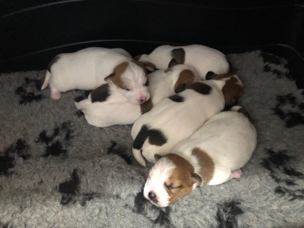 of Spirit Mountain - Chiot disponible  - Jack Russell Terrier