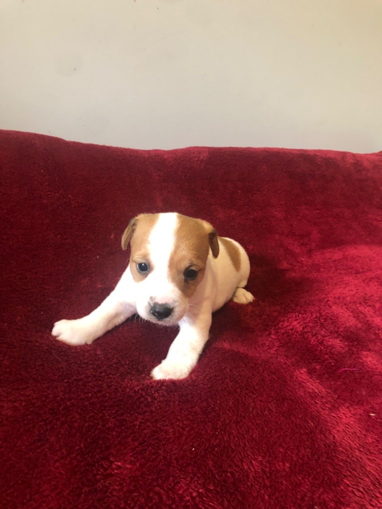 of Spirit Mountain - Chiot disponible  - Jack Russell Terrier