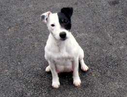 Cybelle du creux du nant