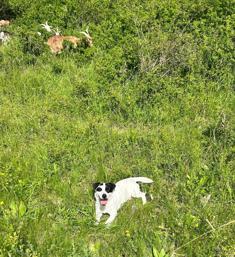 Rosie of Spirit Mountain