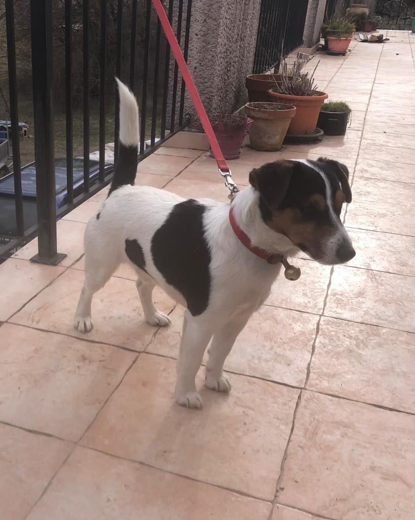 Starlette of Spirit Mountain