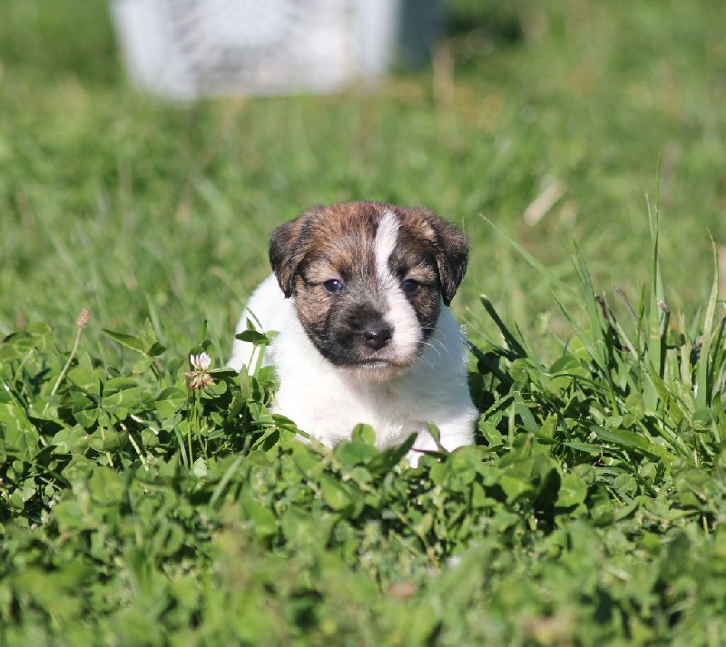  Chiots 2015