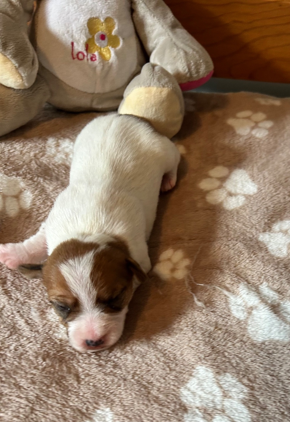 of Spirit Mountain - Chiots disponibles - Jack Russell Terrier