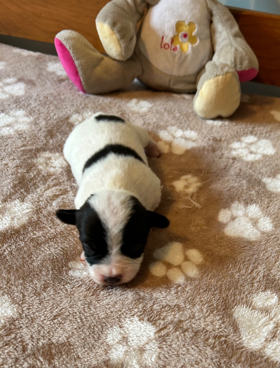 of Spirit Mountain - Chiots disponibles - Jack Russell Terrier