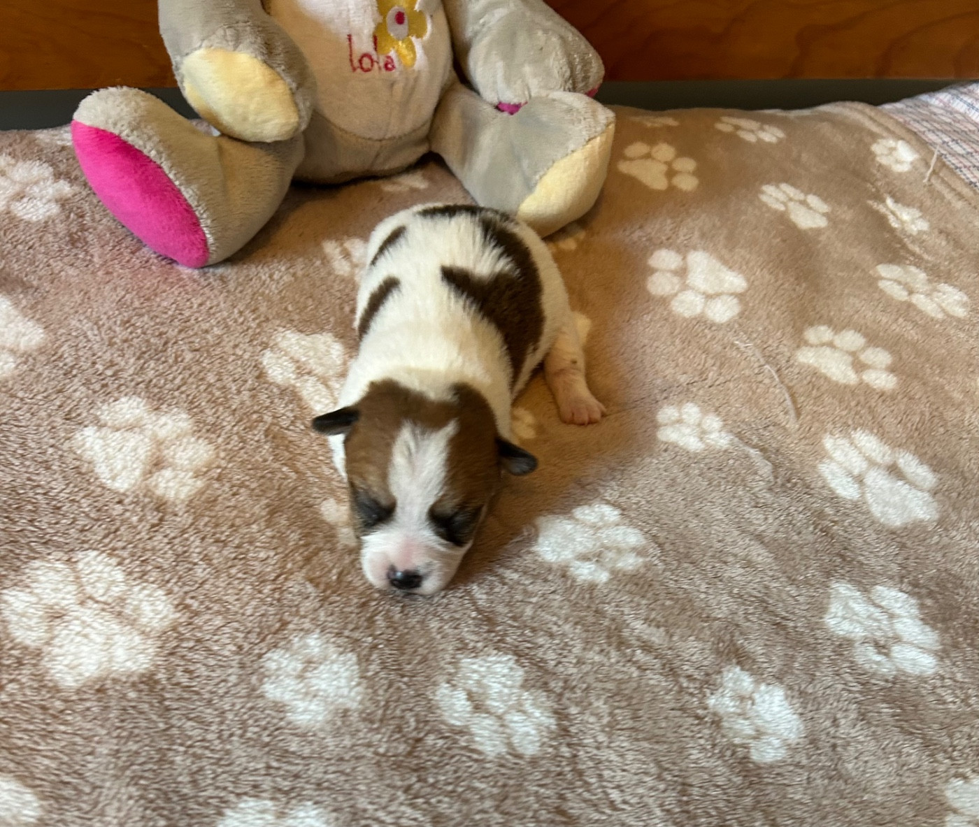 of Spirit Mountain - Chiots disponibles - Jack Russell Terrier