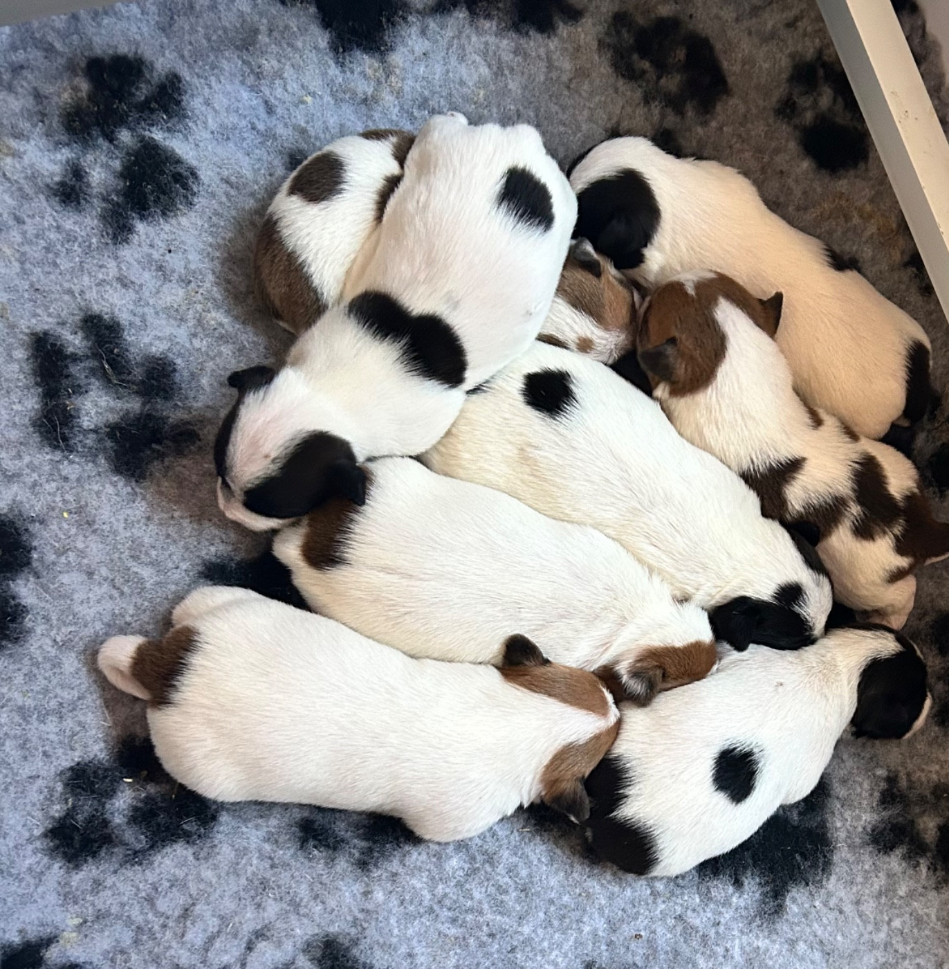 Chiot Jack Russell Terrier of Spirit Mountain