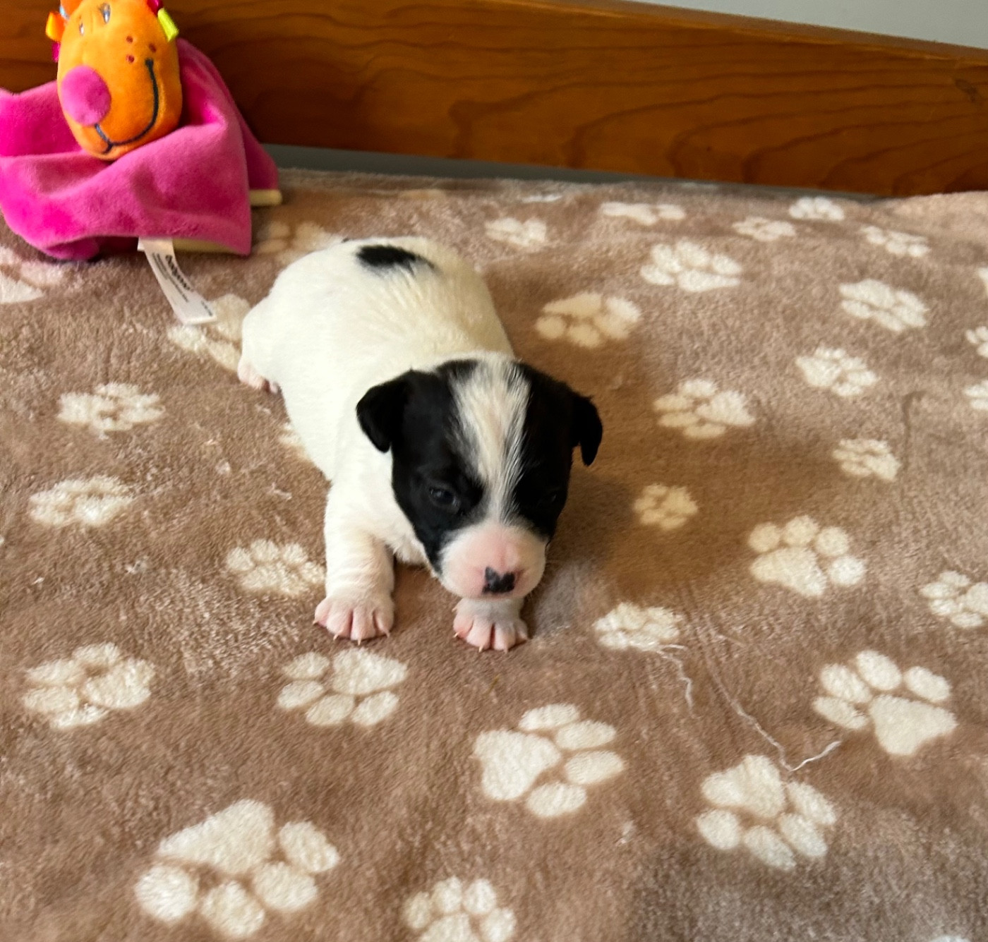 of Spirit Mountain - Chiots disponibles - Jack Russell Terrier