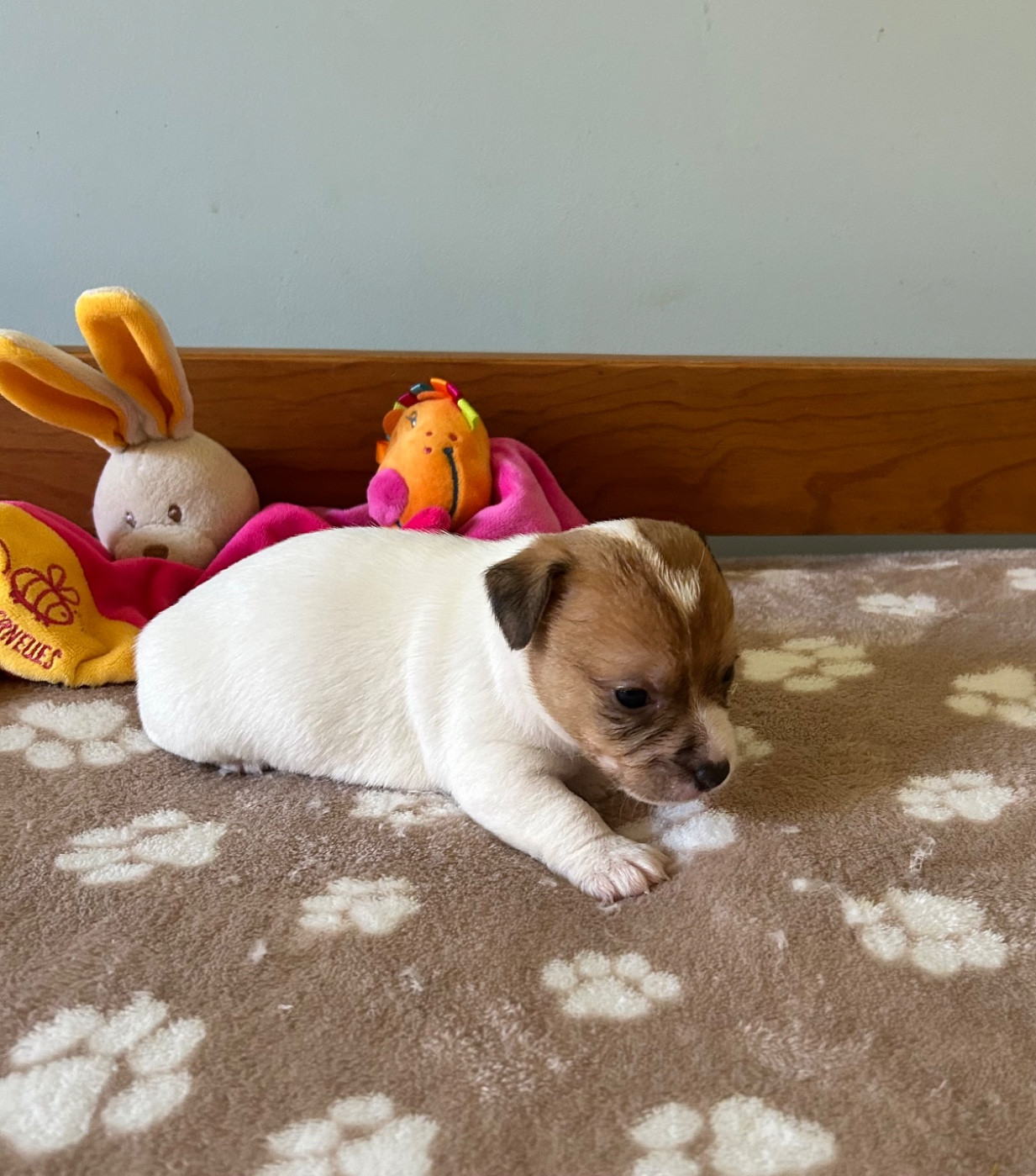 of Spirit Mountain - Chiots disponibles - Jack Russell Terrier