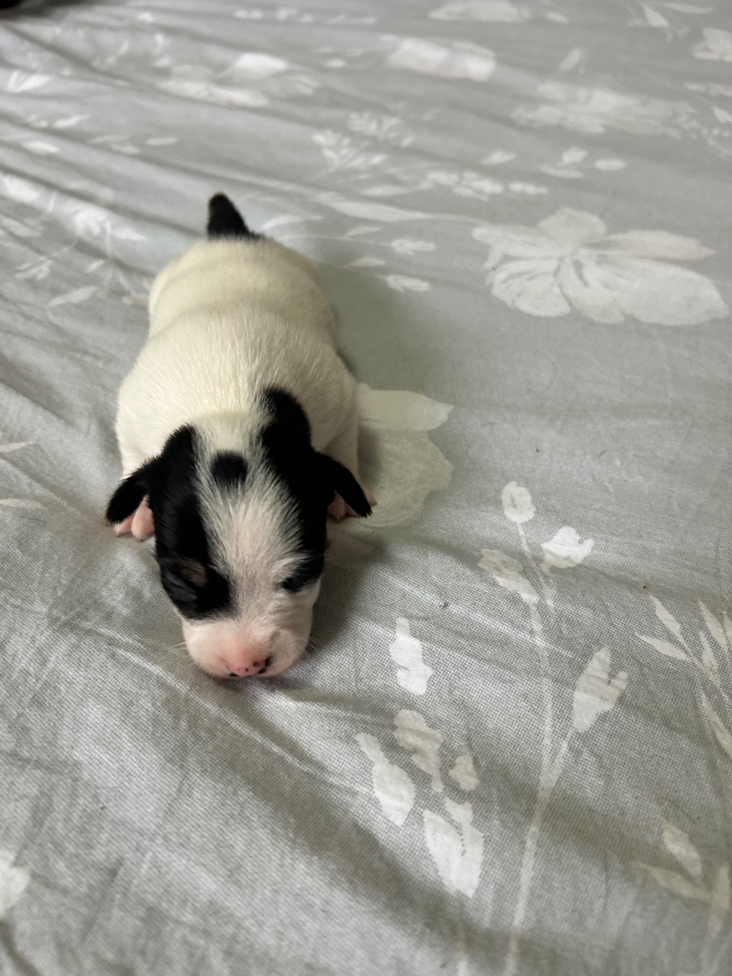 of Spirit Mountain - Chiots disponibles - Jack Russell Terrier