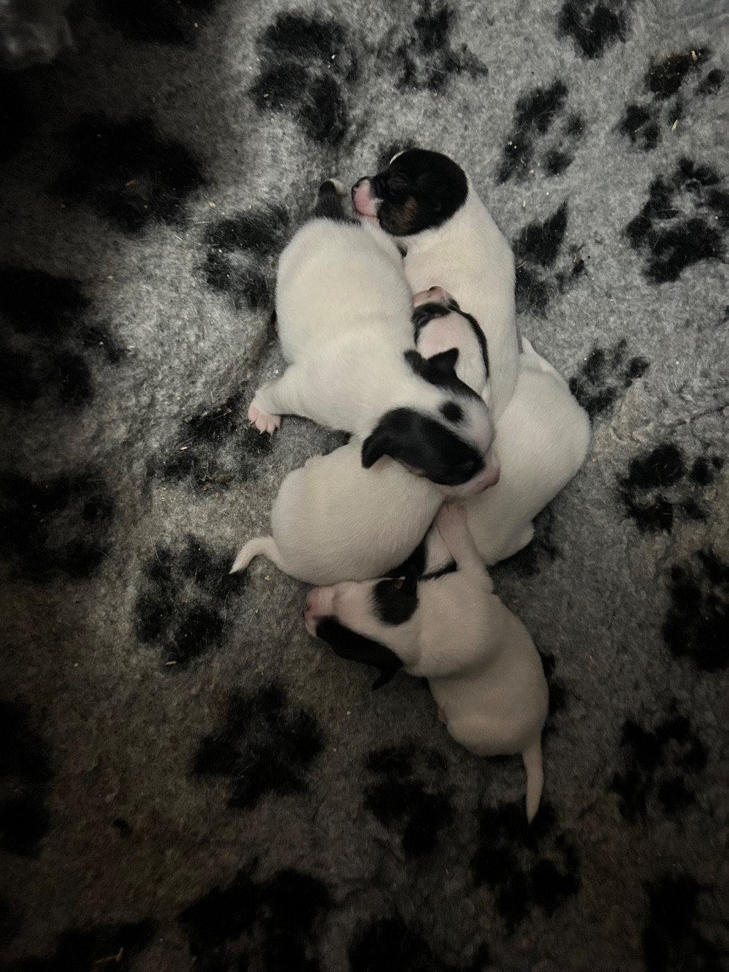 Chiot Jack Russell Terrier of Spirit Mountain