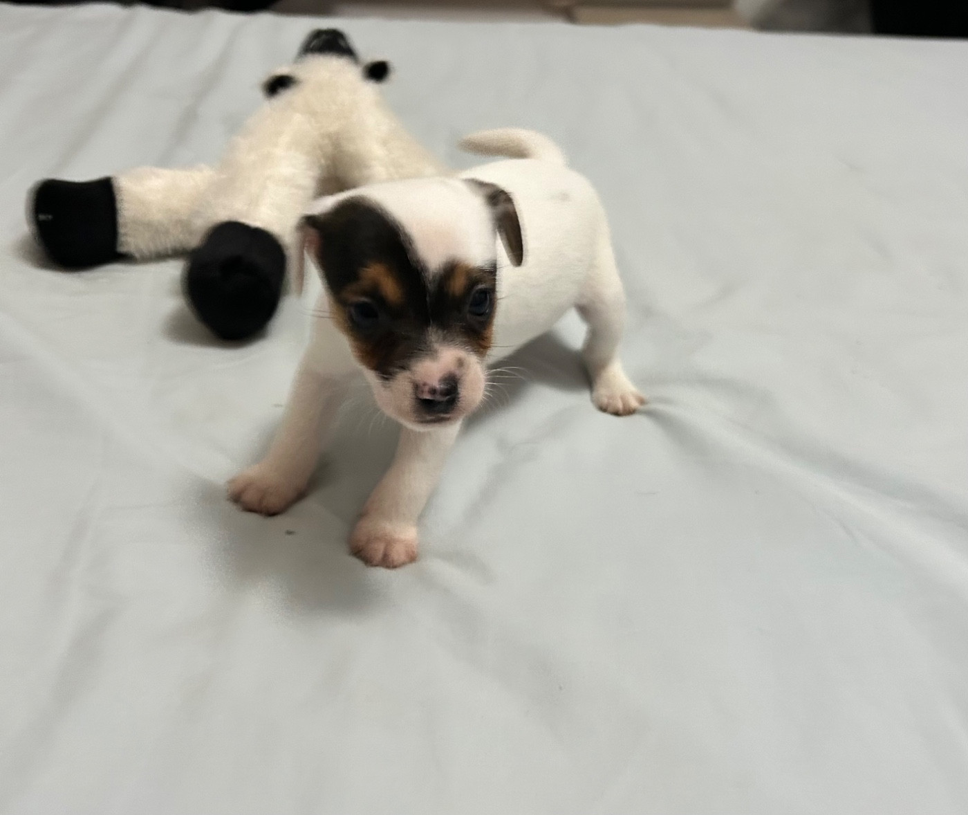 of Spirit Mountain - Chiots disponibles - Jack Russell Terrier