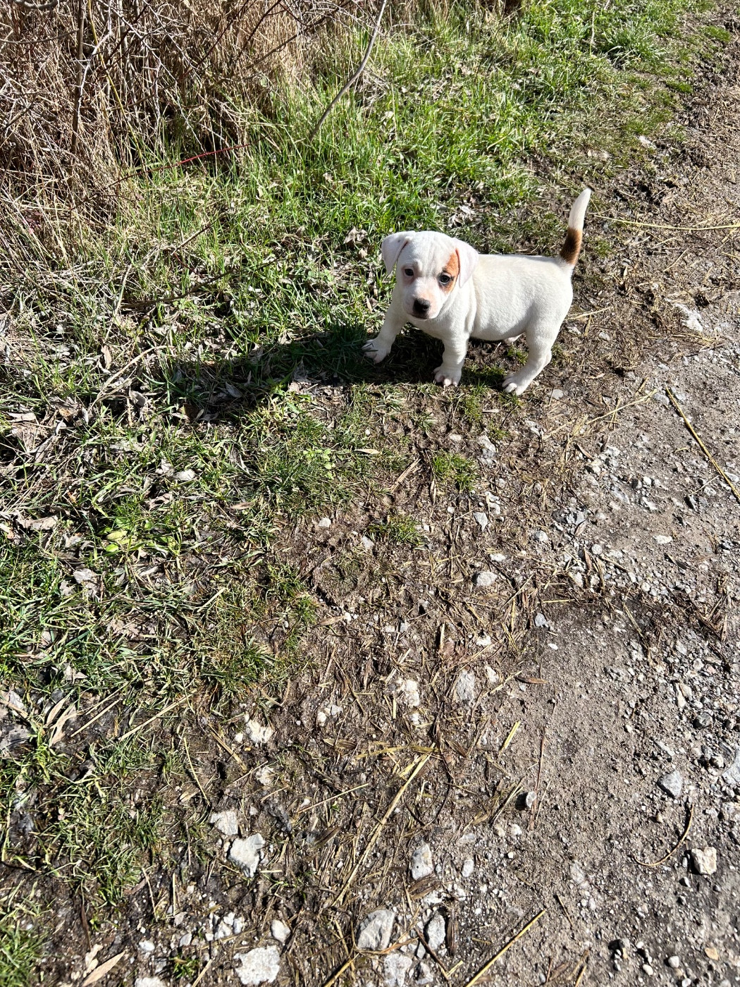 of Spirit Mountain - Chiots disponibles - Jack Russell Terrier