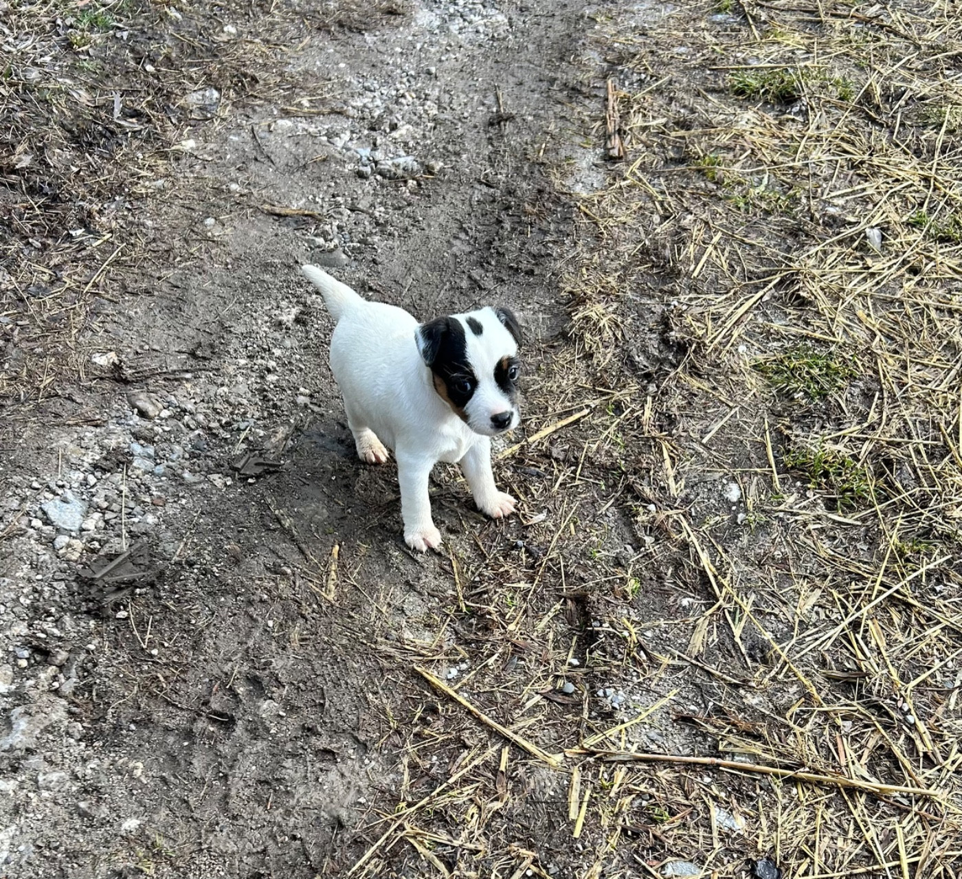 of Spirit Mountain - Chiots disponibles - Jack Russell Terrier