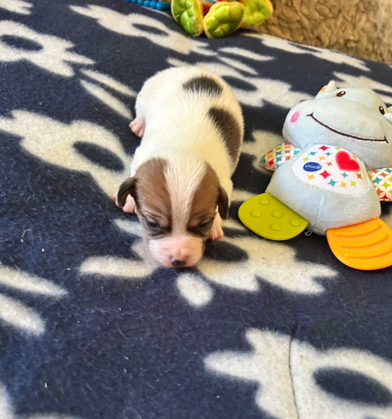 of Spirit Mountain - Chiots disponibles - Jack Russell Terrier