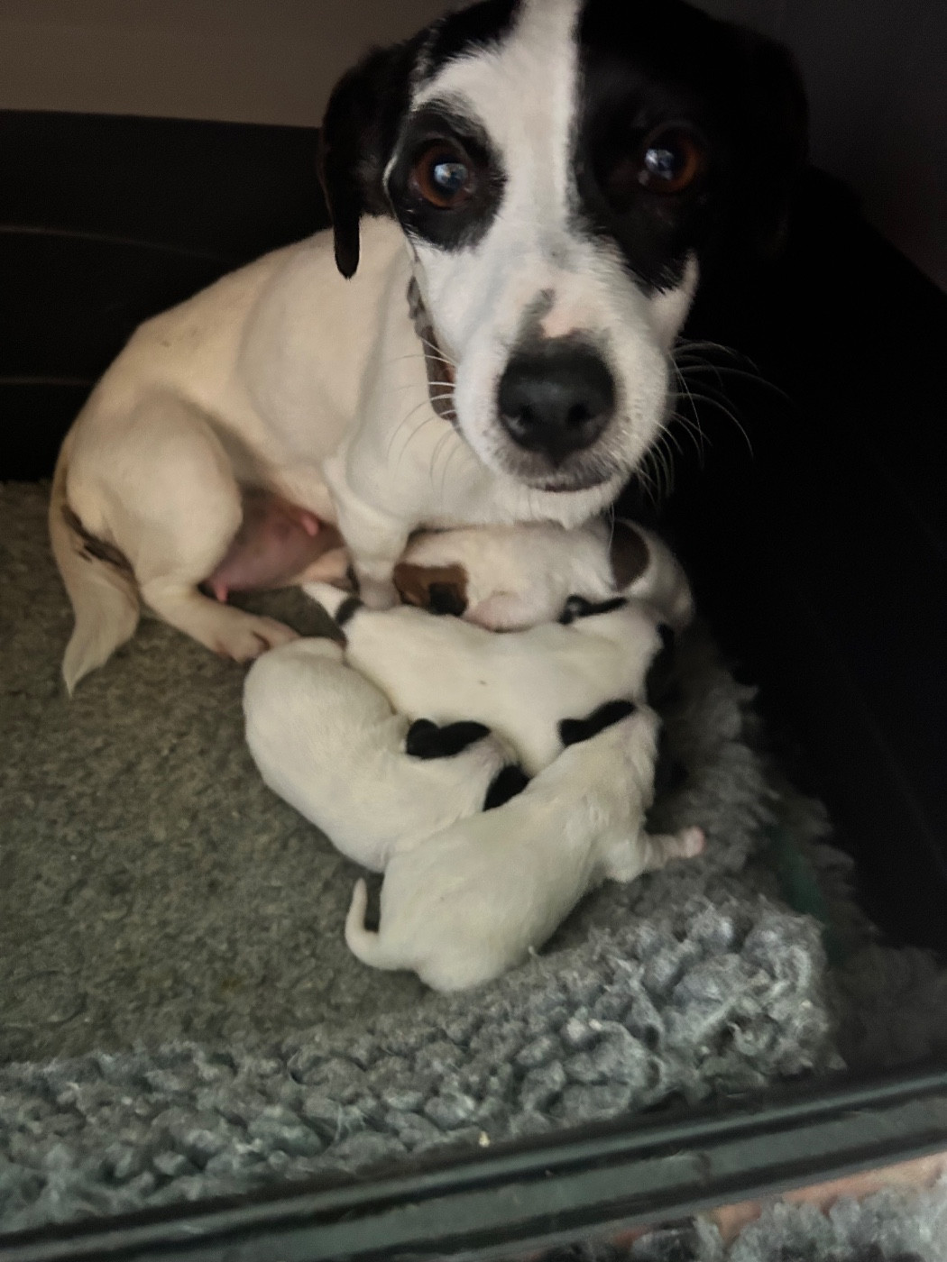 Chiot Jack Russell Terrier of Spirit Mountain