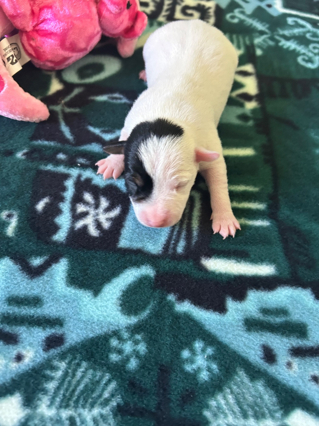 of Spirit Mountain - Chiots disponibles - Jack Russell Terrier