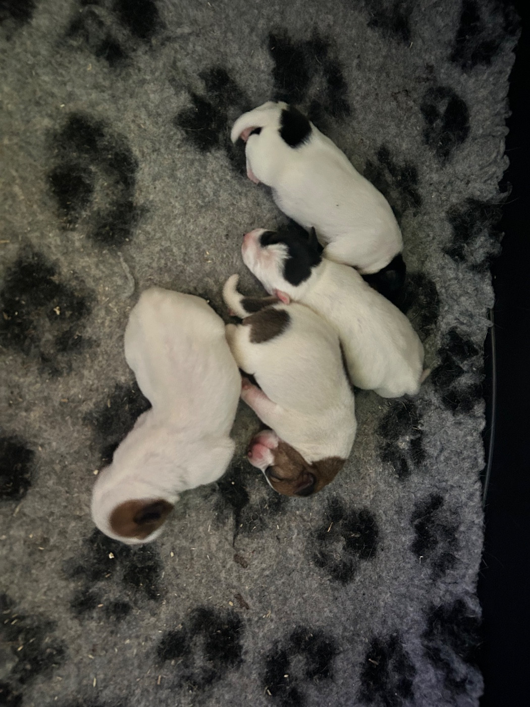 Chiot Jack Russell Terrier of Spirit Mountain