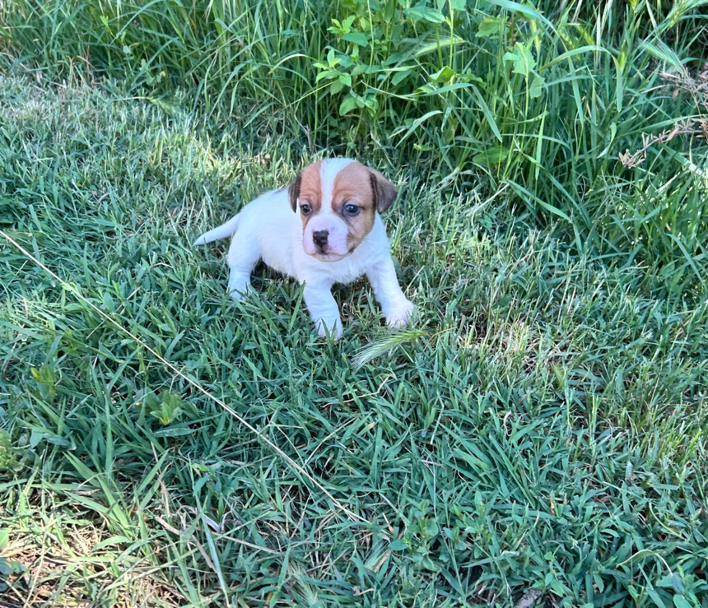 of Spirit Mountain - Chiots disponibles - Jack Russell Terrier