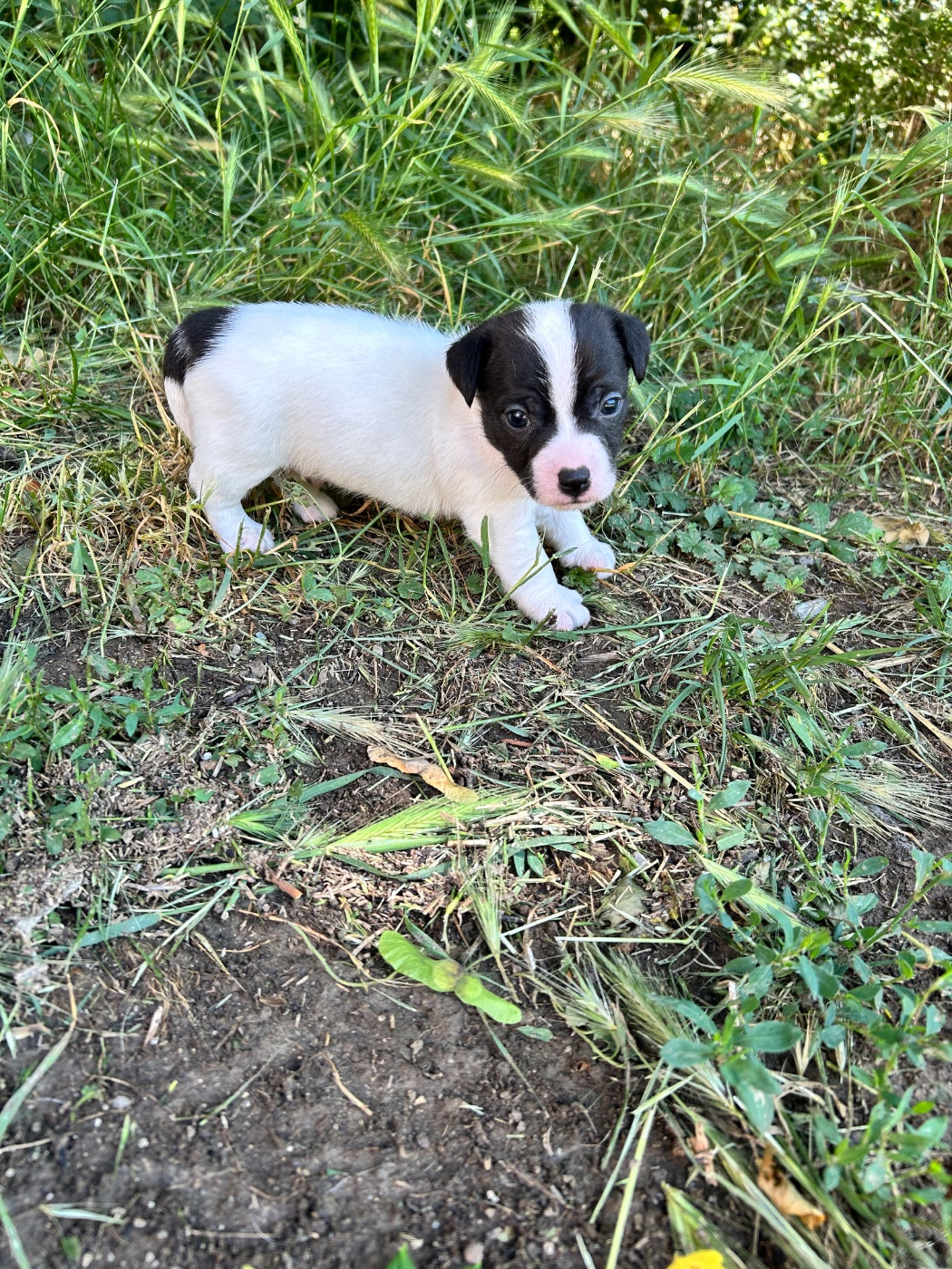 of Spirit Mountain - Chiots disponibles - Jack Russell Terrier