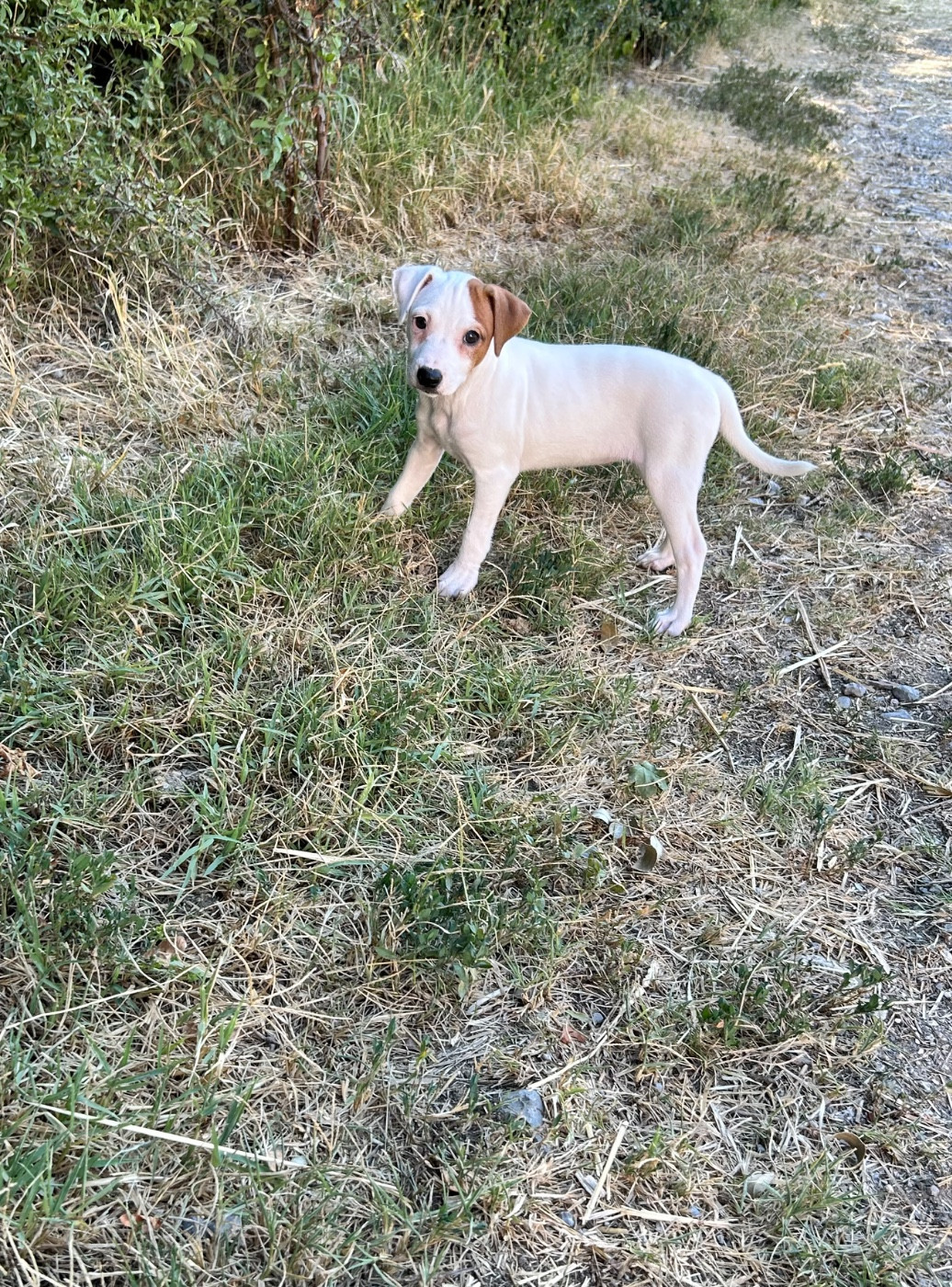 of Spirit Mountain - Chiots disponibles - Jack Russell Terrier