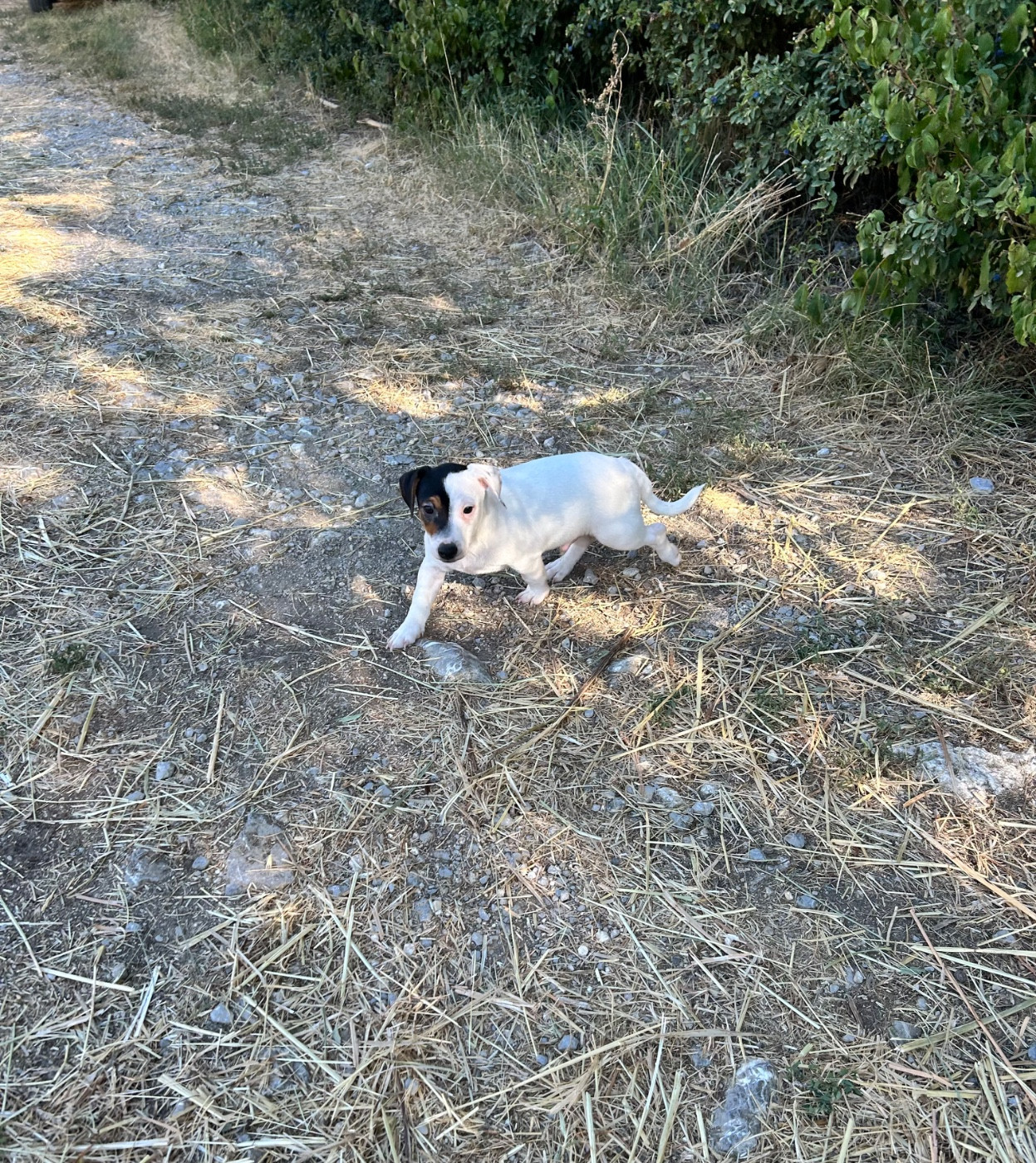 of Spirit Mountain - Chiots disponibles - Jack Russell Terrier