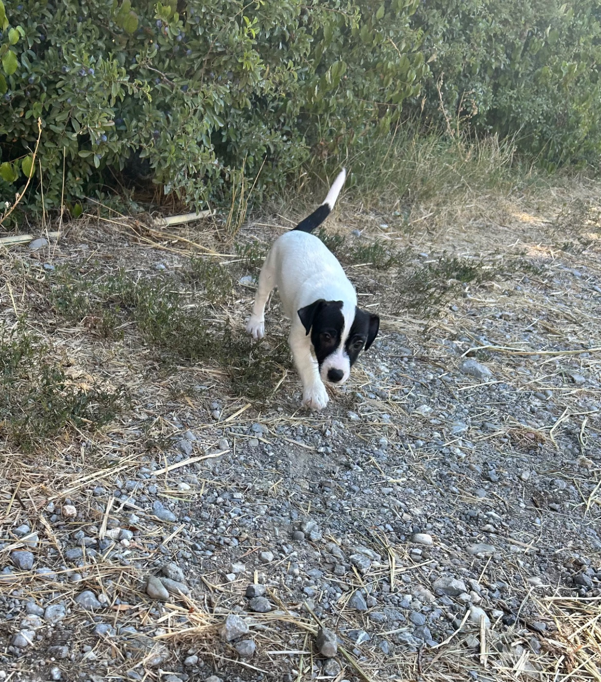 of Spirit Mountain - Chiots disponibles - Jack Russell Terrier
