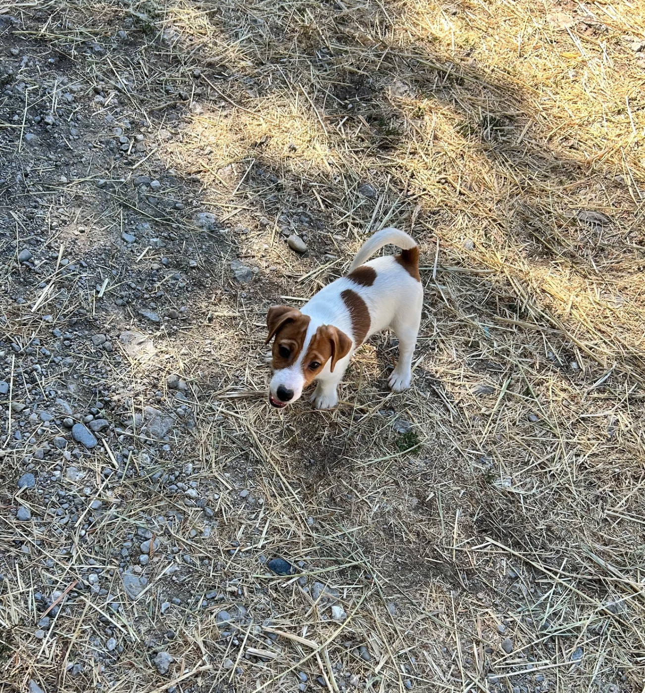 of Spirit Mountain - Chiots disponibles - Jack Russell Terrier