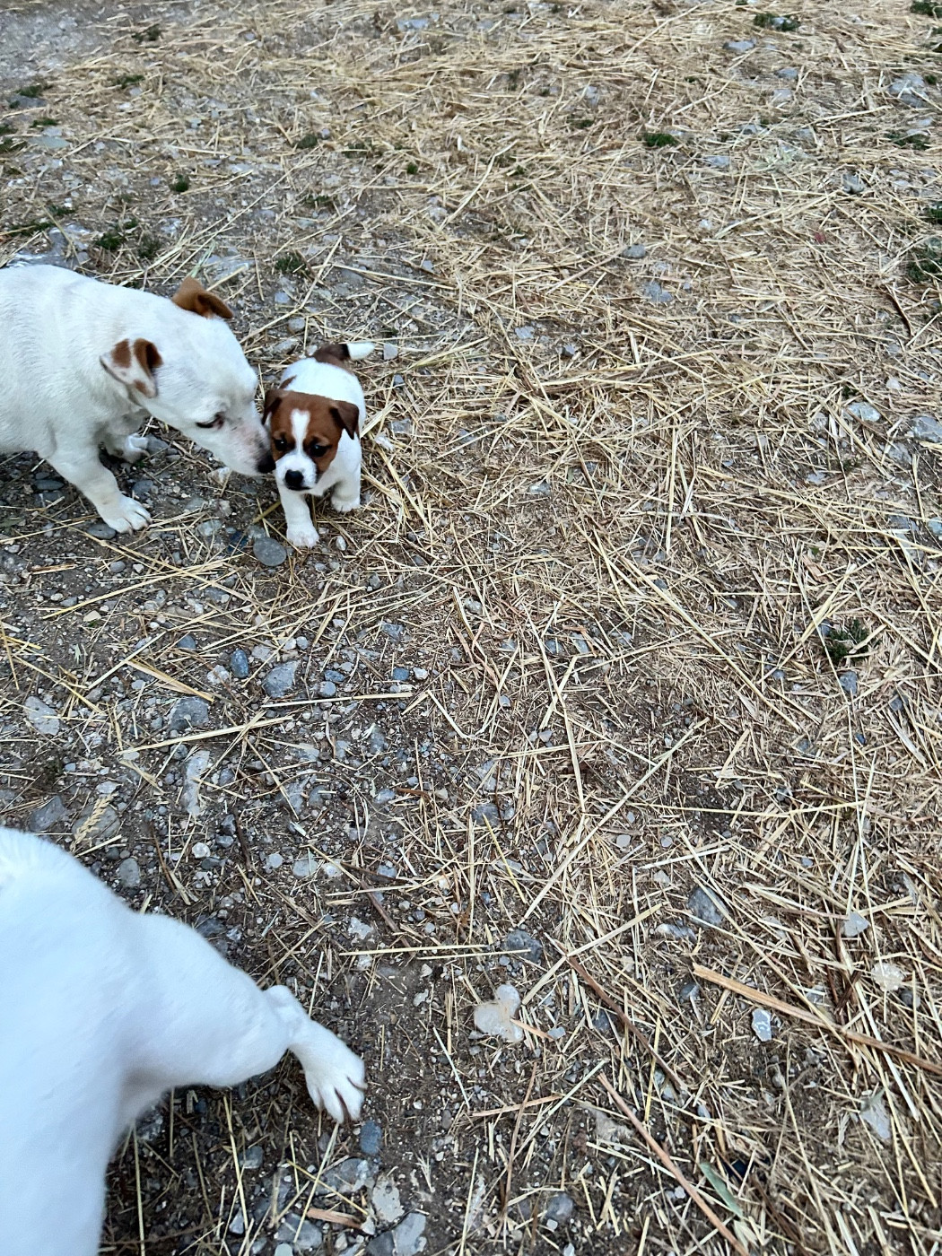 of Spirit Mountain - Chiots disponibles - Jack Russell Terrier