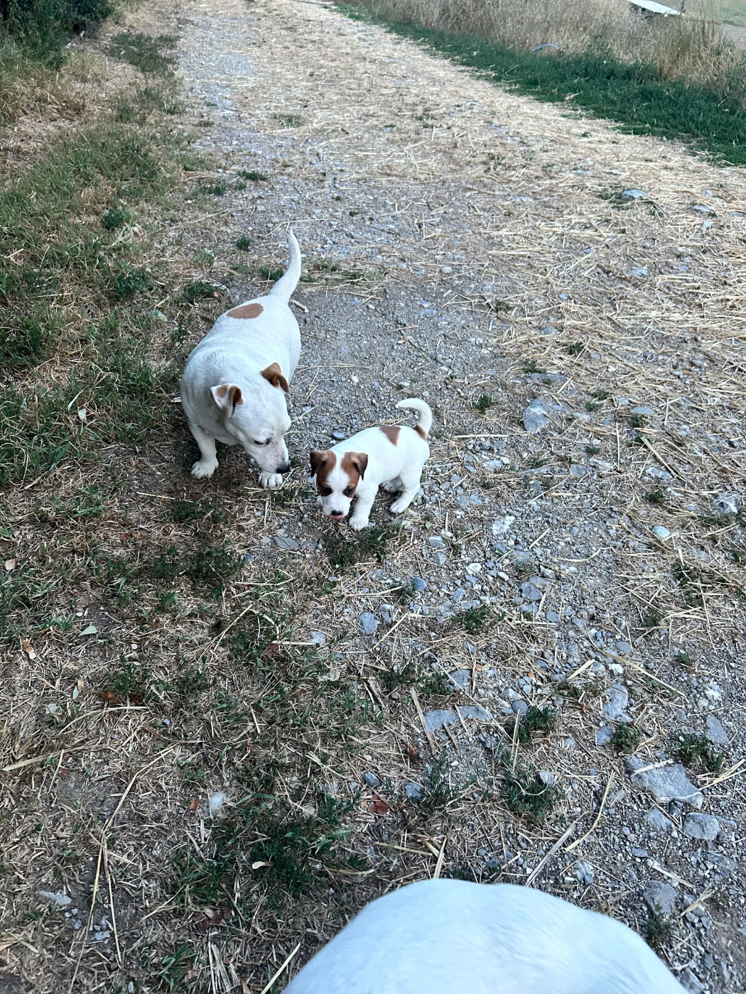 of Spirit Mountain - Chiots disponibles - Jack Russell Terrier