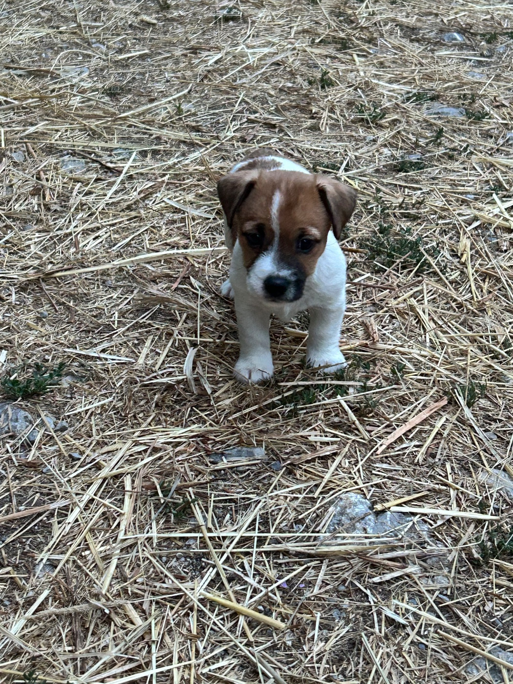 of Spirit Mountain - Chiots disponibles - Jack Russell Terrier