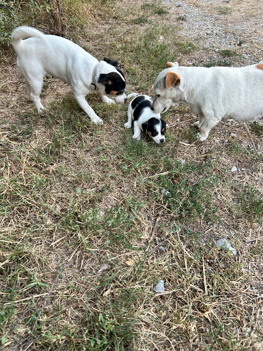 of Spirit Mountain - Chiots disponibles - Jack Russell Terrier