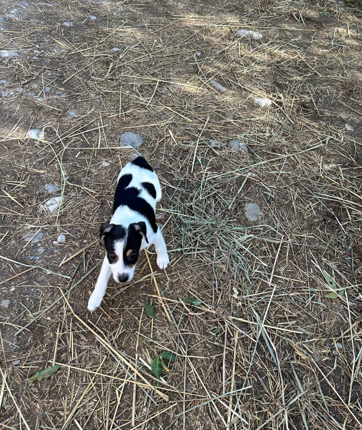 of Spirit Mountain - Chiots disponibles - Jack Russell Terrier