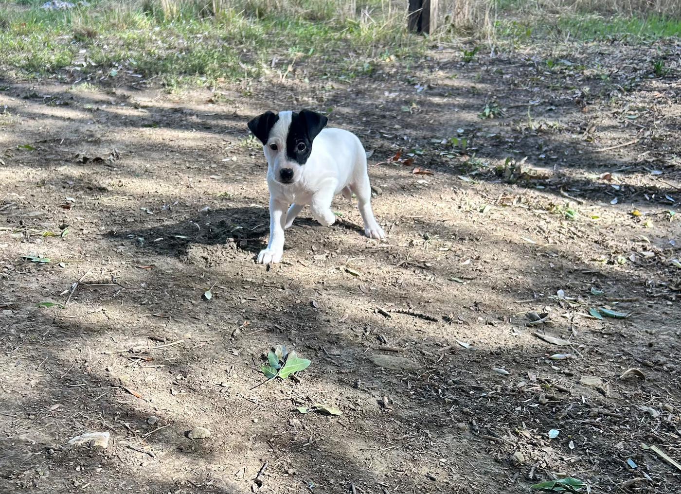 of Spirit Mountain - Chiots disponibles - Jack Russell Terrier