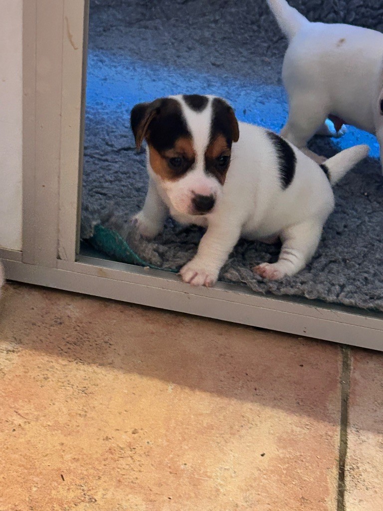 of Spirit Mountain - Chiots disponibles - Jack Russell Terrier