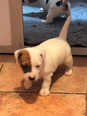 CHIOT 1