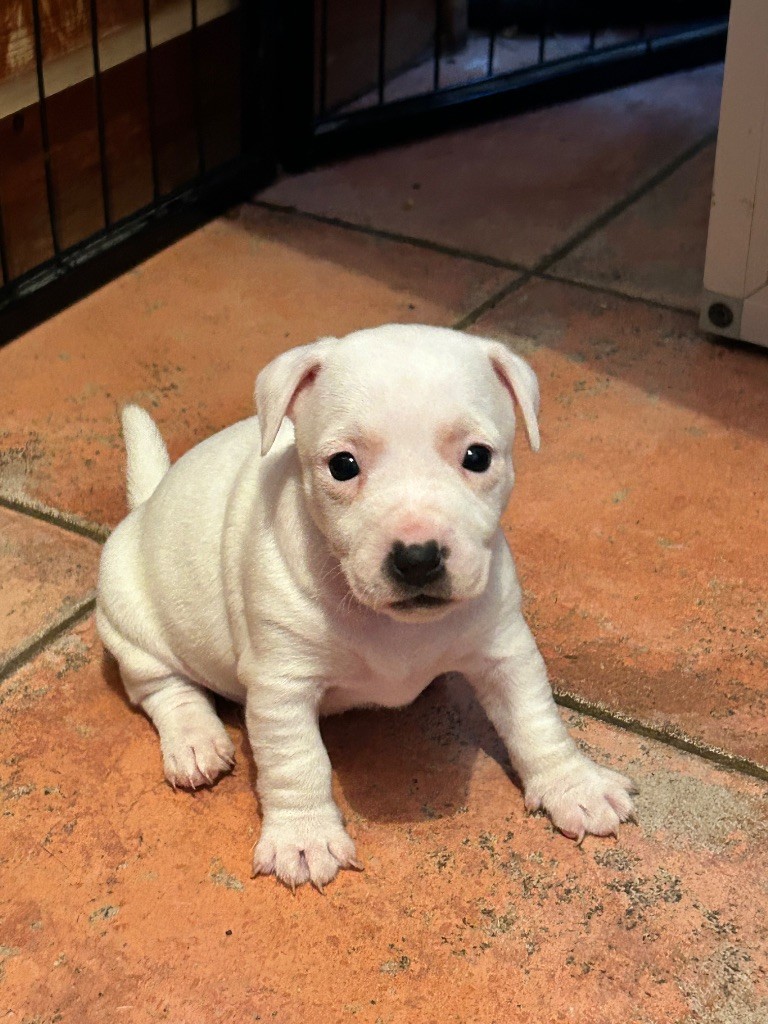 of Spirit Mountain - Chiots disponibles - Jack Russell Terrier